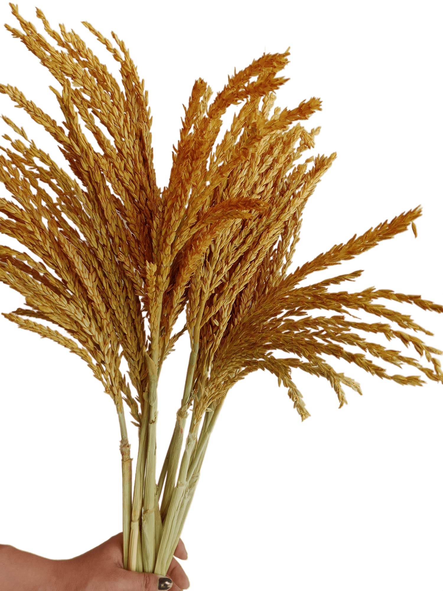 RUKDA® Dried Flower Sheaves for Decoration || Golden Maize Stalks Dry Grass Bouquet (10pcs) 2