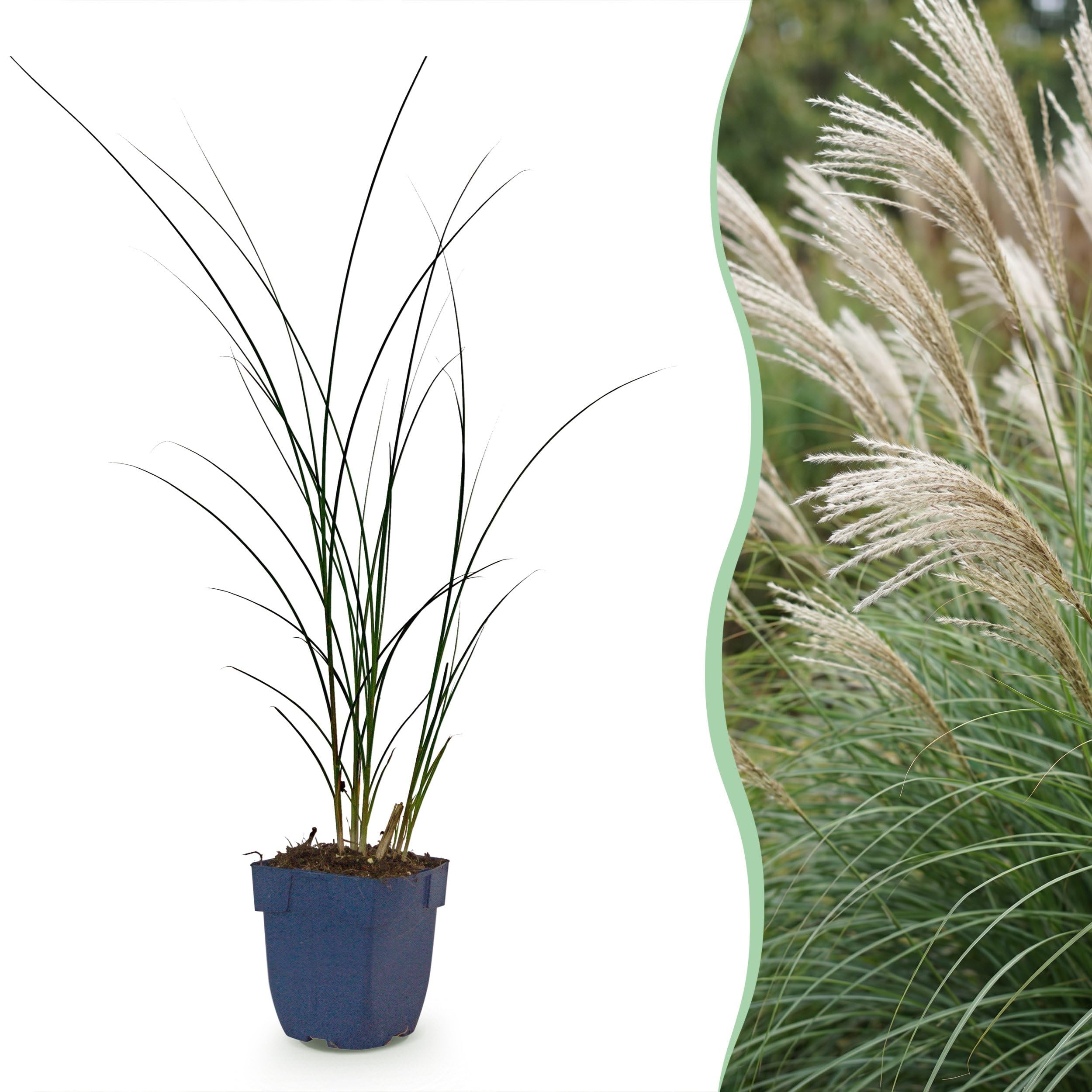 Miscanthus sin. Gracillimus – trawa pampusowa – z kłosami – zielona – 6 roślin - 15-25cm - Ø11cm - Roślina ogrodowa