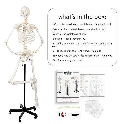 Miniatura 2 de Axis Scientific Modelo de esqueleto humano masculino de tamaño real, incluye guía de numeración y estudio, con cráneo extraíble y soporte de metal