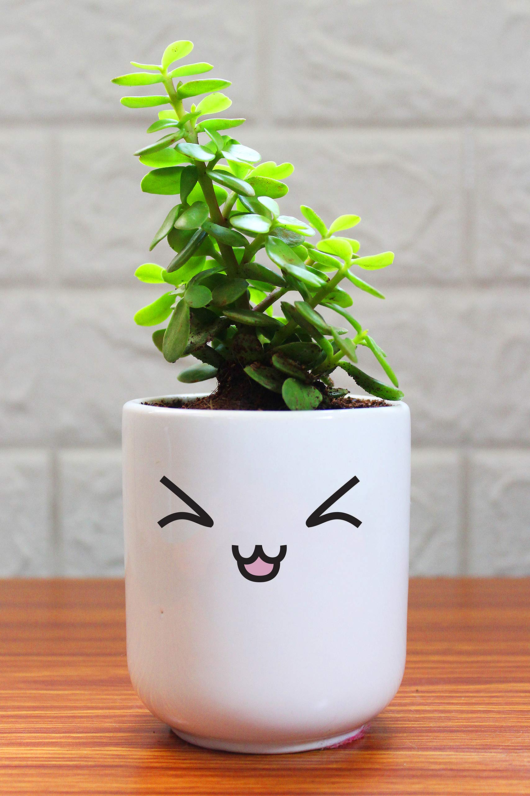 Rolling Nature Good Luck Jade Plant in Silly Emoji White Ceramic Pot