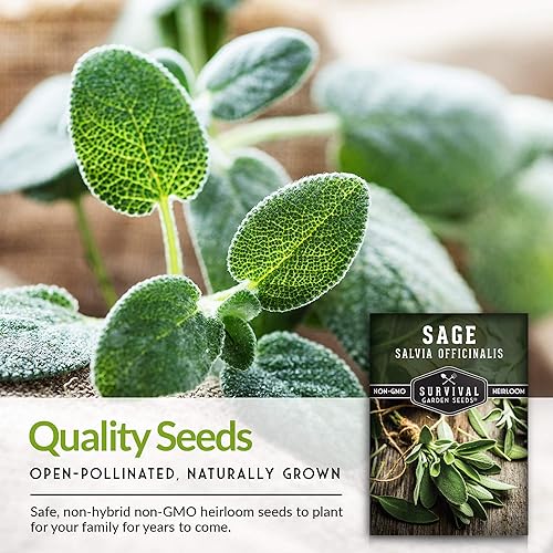 Miniatura 7 de Paquete de 5 semillas de salvia culinaria para plantar, paquete con instrucciones para cultivar hierbas de Salvia Officinalis en el huerto de tu