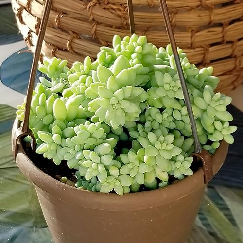Miniatura 10 de Sedum Burrito de 6 pulgadas, plantas suculentas de cola de burros, suculentas vivas, plantas suculentas vivas, plantas suculentas vivas, plantas de