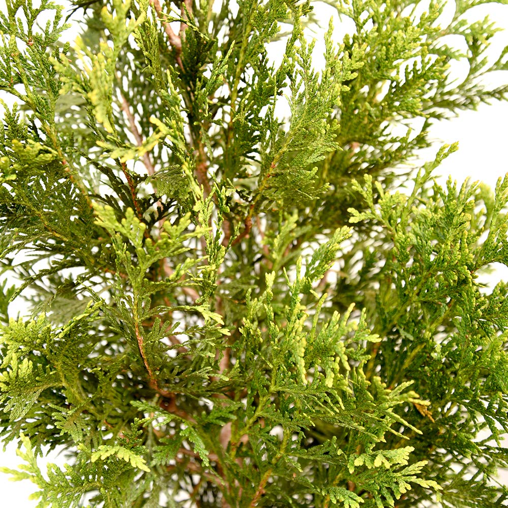 thuja occidentalis 10 salbe warzen SPA01 Verrusan Warzentinktur (Thuja) 10 ml uerlich bei Warzen
