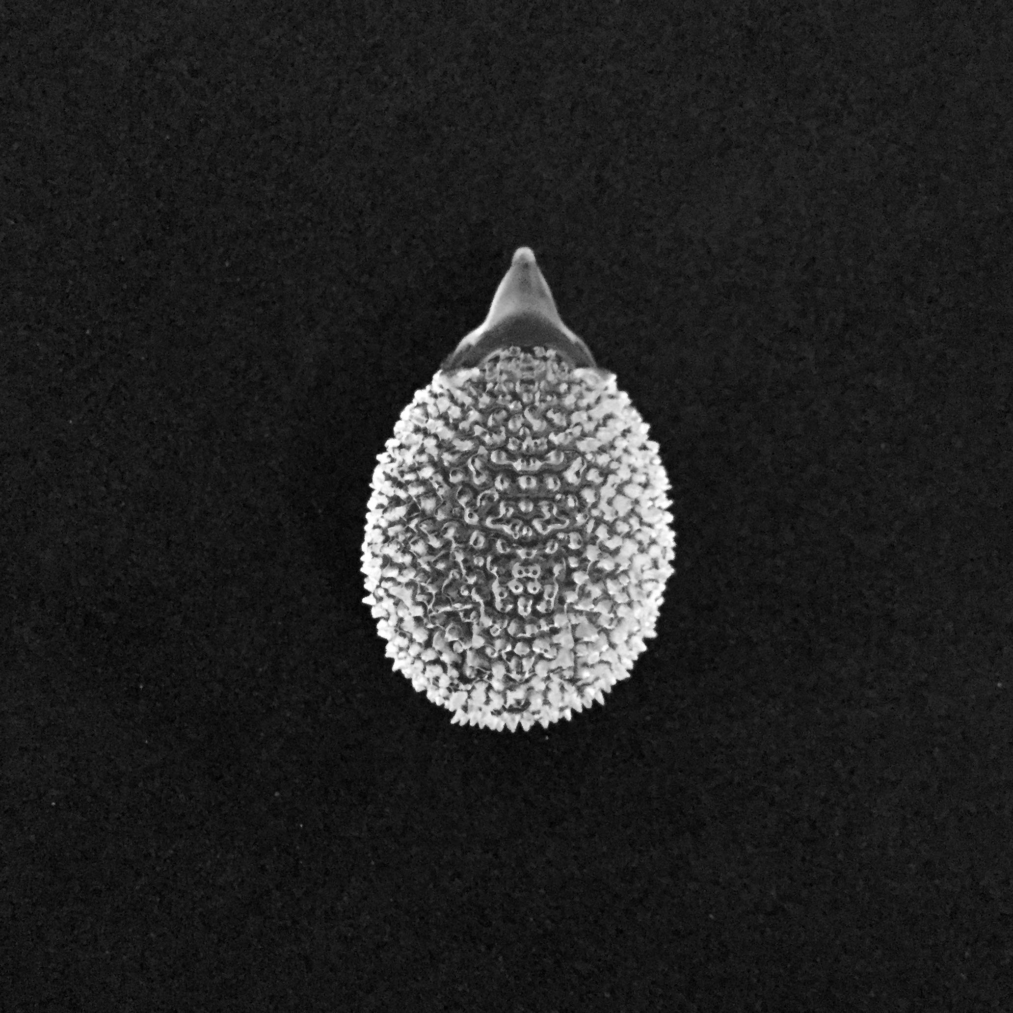 レジンヘアゴム　ハリネズミ How to make colorful hedgehog like one in Alice in