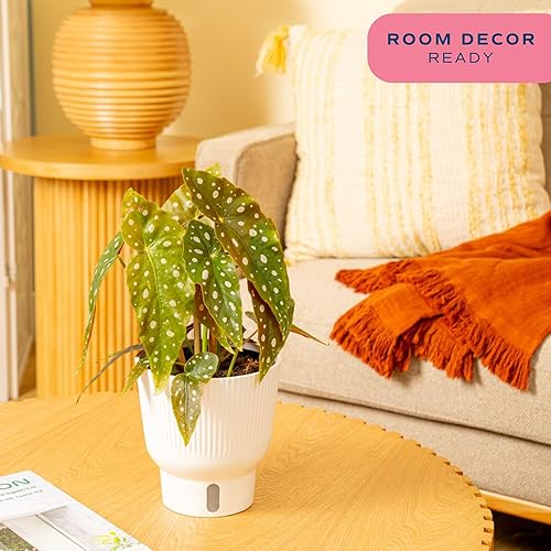 Miniatura 15 de Costa Farms - Planta de interior viva Monstera pequeña, fácil de cultivar, en maceta de jardín, con tierra para macetas, regalo de inauguración