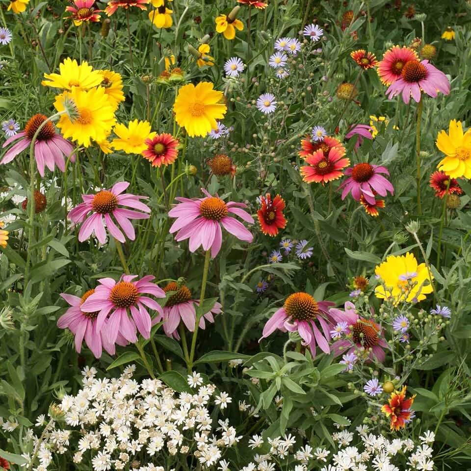2026’s Top Native Plants for a Wildlife-Friendly Backyard: How to Create a Thriving Garden Gentle Ecosystem