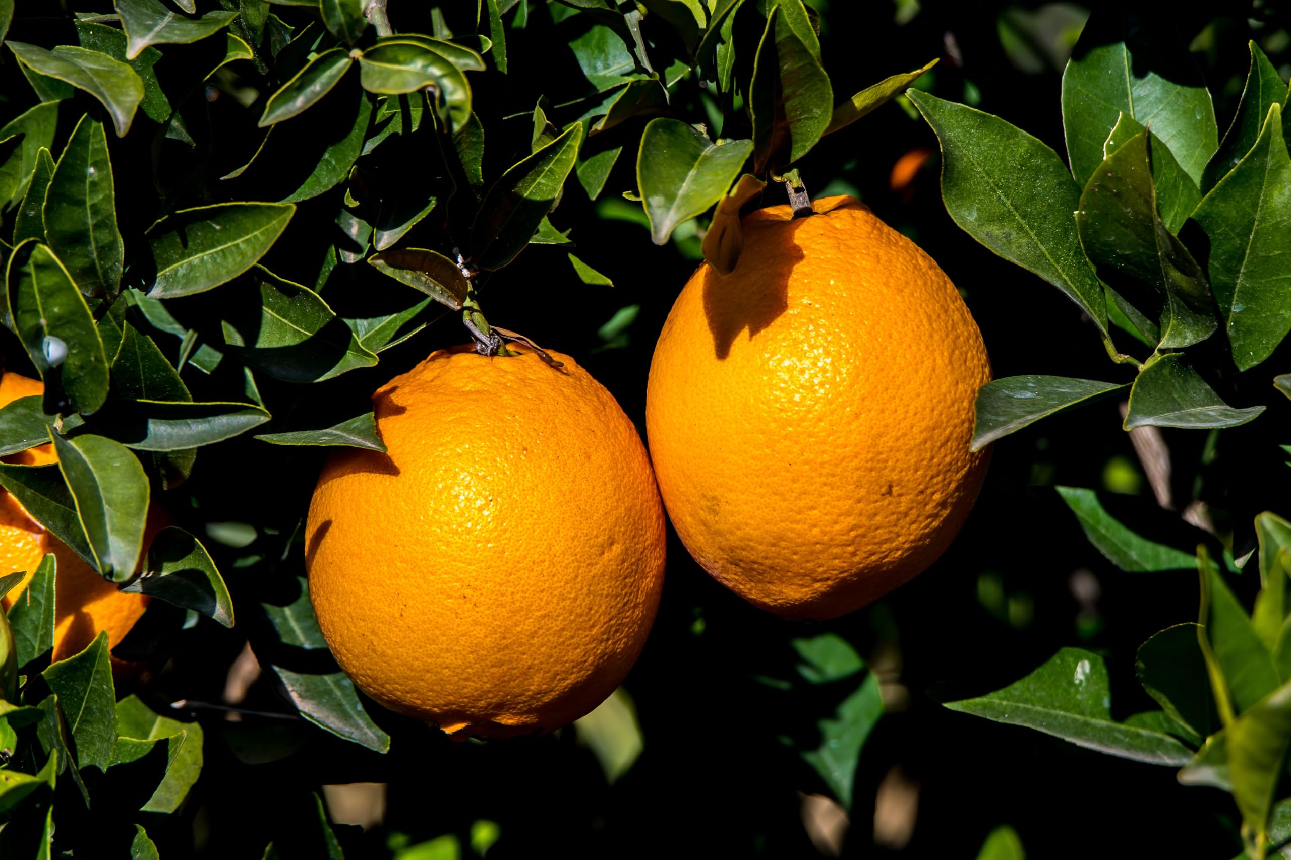 Naranjas Valencianas para Zumo – Caja 5 kg – Recién Cosechadas – Directas del Agricultor