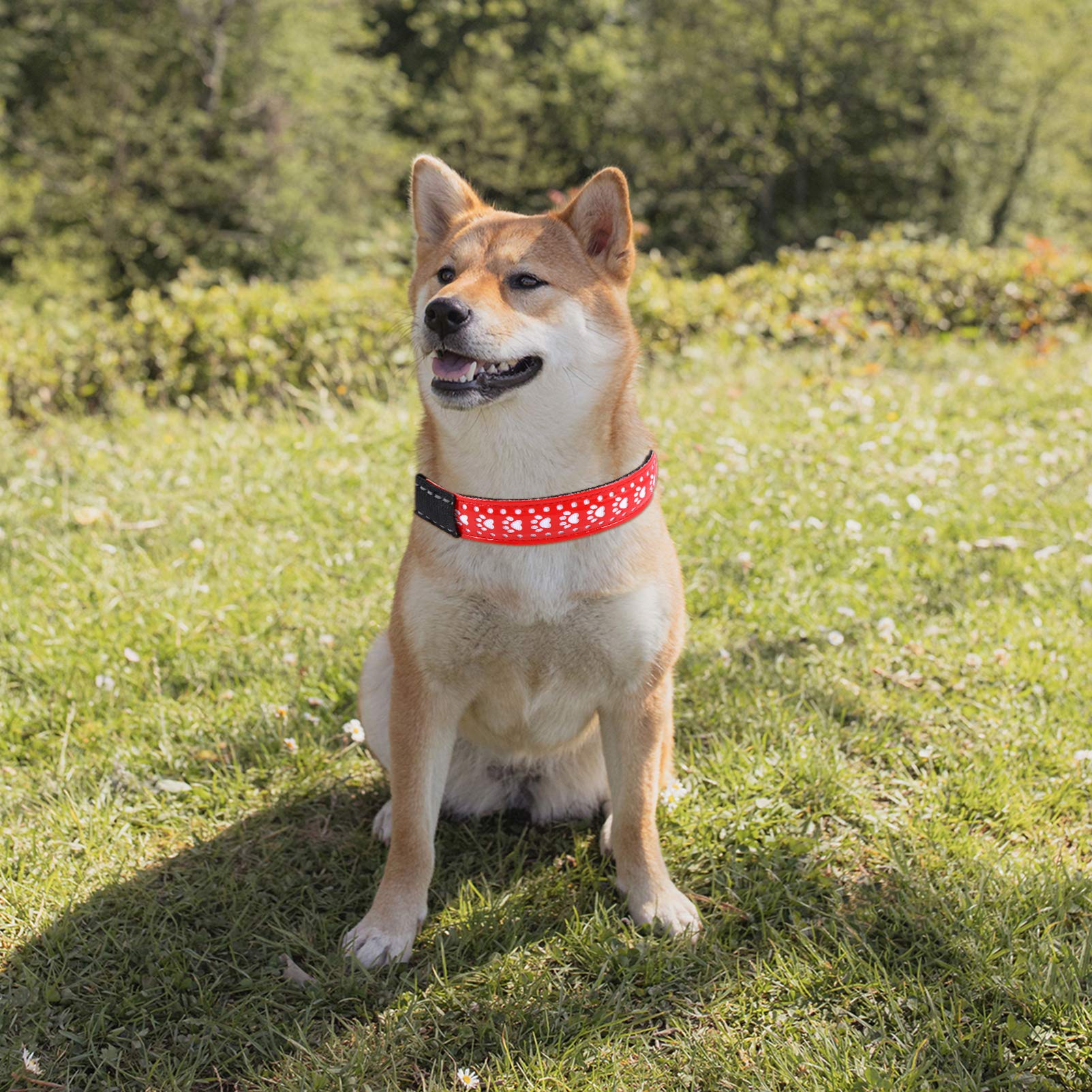 Didiseaon 3pièces Collier Lumineux pour Chien PU Et LED Clignotant Accessoire pour Animal pour Promenades Nocturnes