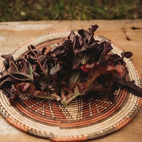 Miniatura 2 de Lechuga de hoja de roble roja - 250 semillas - Variedad de lechuga de hoja de roble reliquia, ideal para cortar, mezcla de primavera y mesclun,
