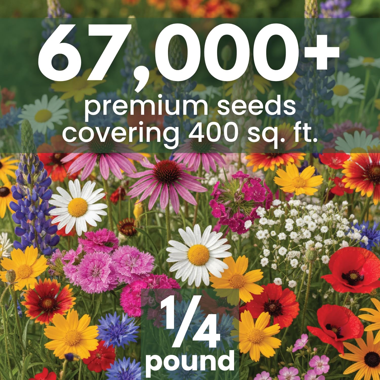 Northeast Natives Mix – 67,000 Seeds for Planting – 2026 Season – 4 Ounce Pouch