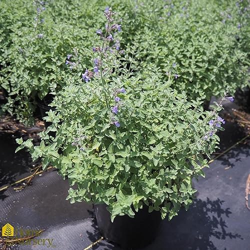 Miniatura 6 de CHUXAY GARDEN 50 semillas de Nepeta Racemosa, hierba gatera perenne, hierba perenne de menta perenne, atrae mariposas y abejas, fácil de cultivar