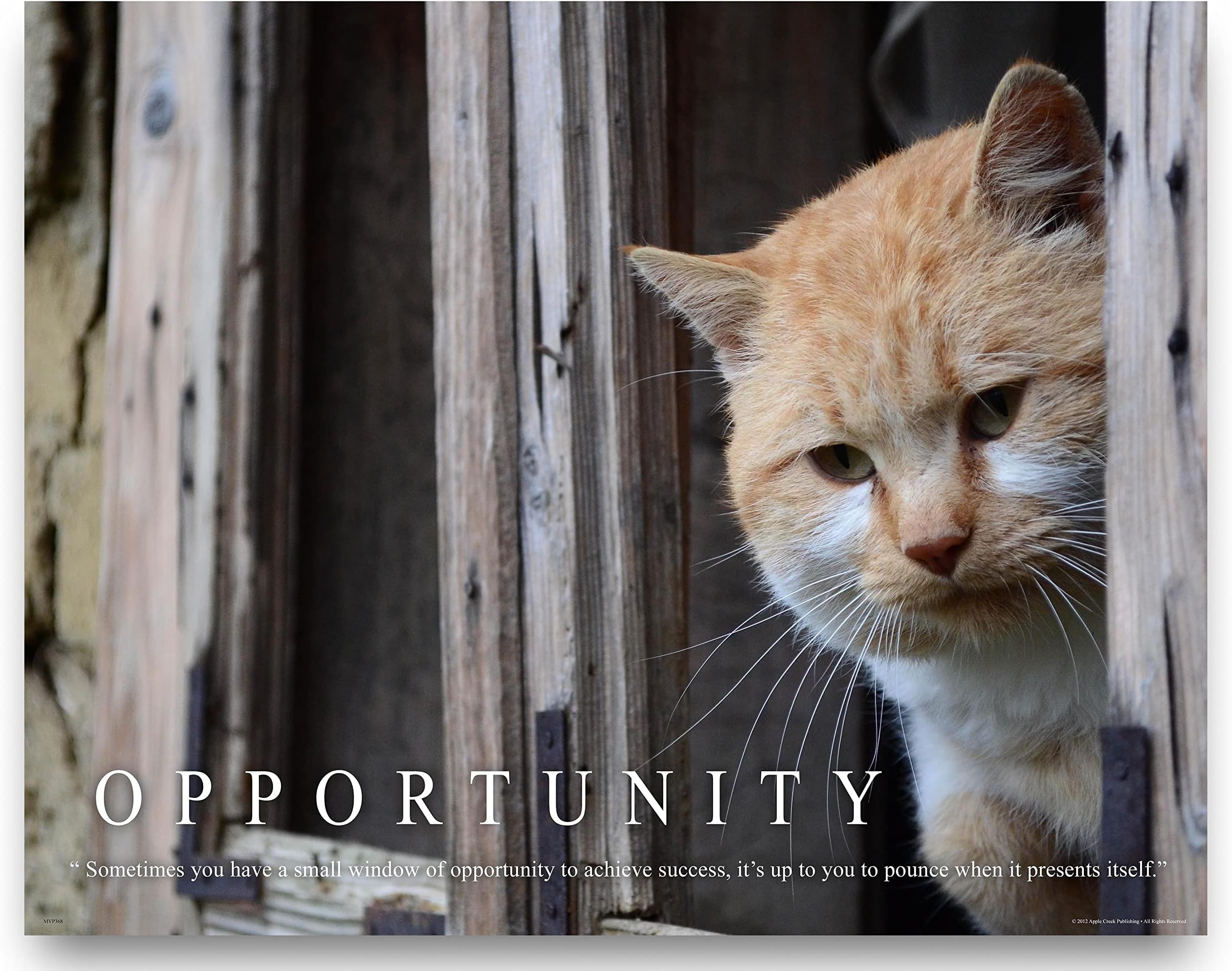 Cat Motivational Poster Art Print 11x14 Kitten Toys Collar Wall Decor Pictures