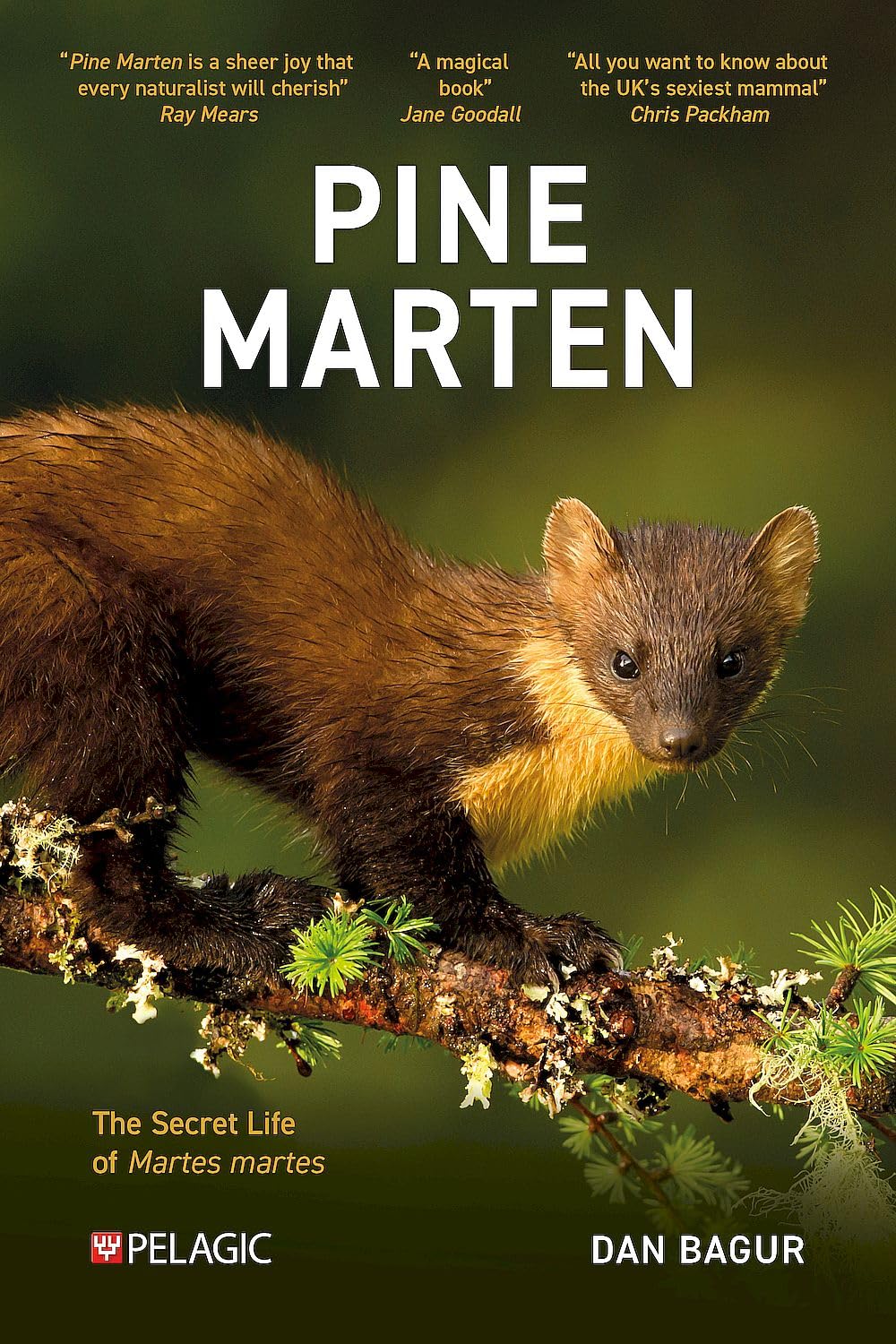 Pine Marten: The Secret Life of Martes martes (Pelagic Monographs)