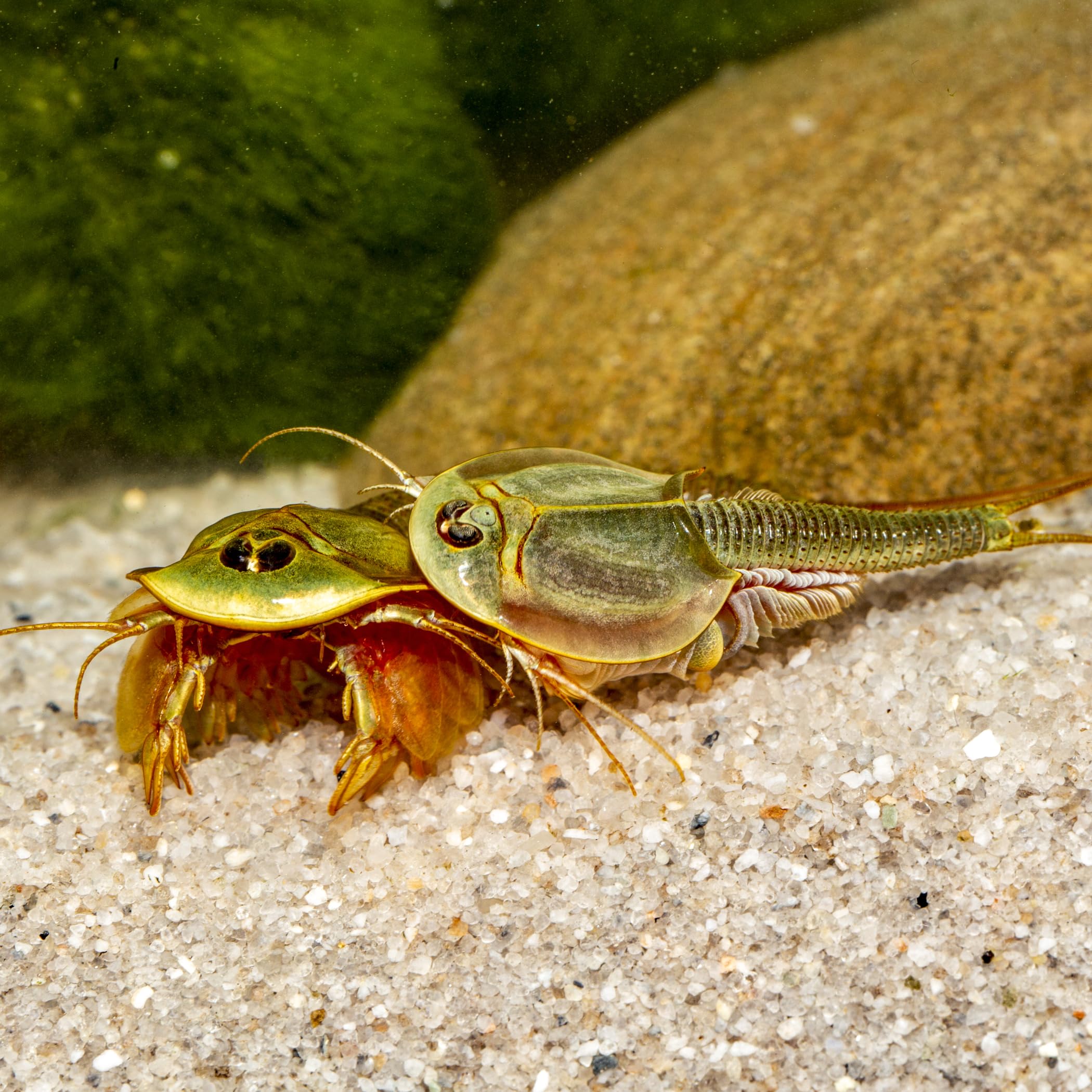 Triops sp. Mongolei Premium Komplett-Set mit Urzeitkrebs Eiern, 6 l Becken, LED-Beleuchtung, Zuchtansatz, Heizung, Filter, Luftpumpe, Kescher, Futter, Zubehör, Anleitung