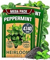 Vista 46 de HOME GROWN Semillas de eneldo sin OMG para plantar 1,014 ramos de semillas de eneldo y semillas de hierbas tradicionales para plantar al aire libre