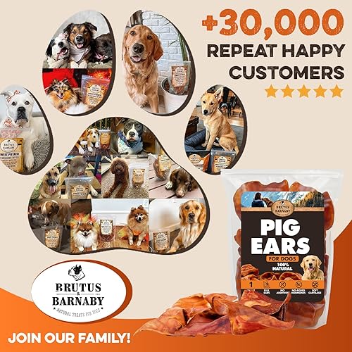 Miniatura 9 de BRUTUS & BARNABY Orejas de cerdo enteras para perros, 25 unidades  Masticables para perros de un solo ingrediente totalmente naturales, cocinados a