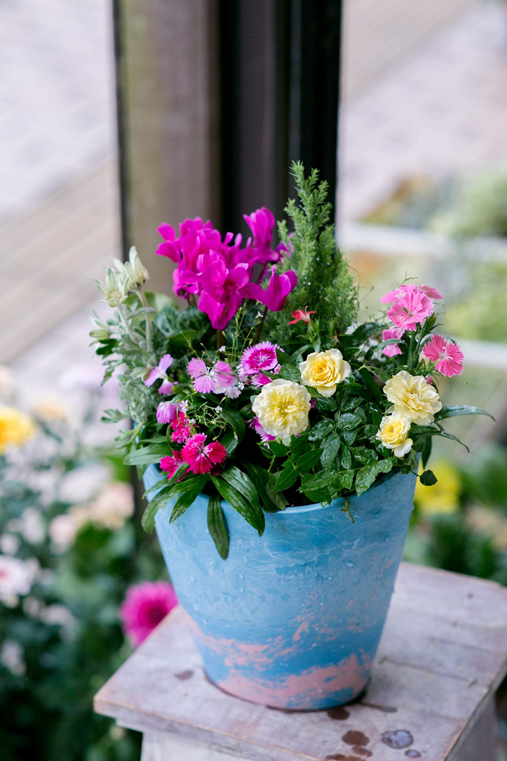 Amazon｜季節のおまかせ寄せ植え 寄せ鉢 鉢花 お任せ種類できれいに