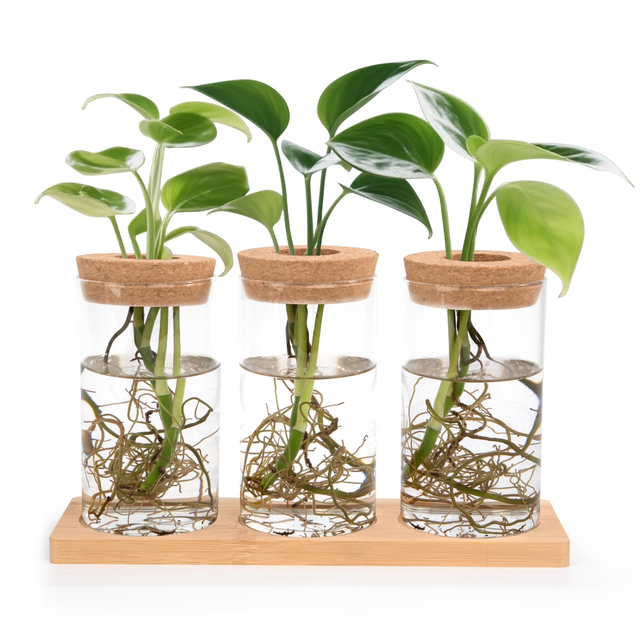 Stations de Propagation de Plantes Vases Hydroponiques avec Socle et Bouchons en Bois 3 Pièces pour Plantes Aquatiques ou Fleurs