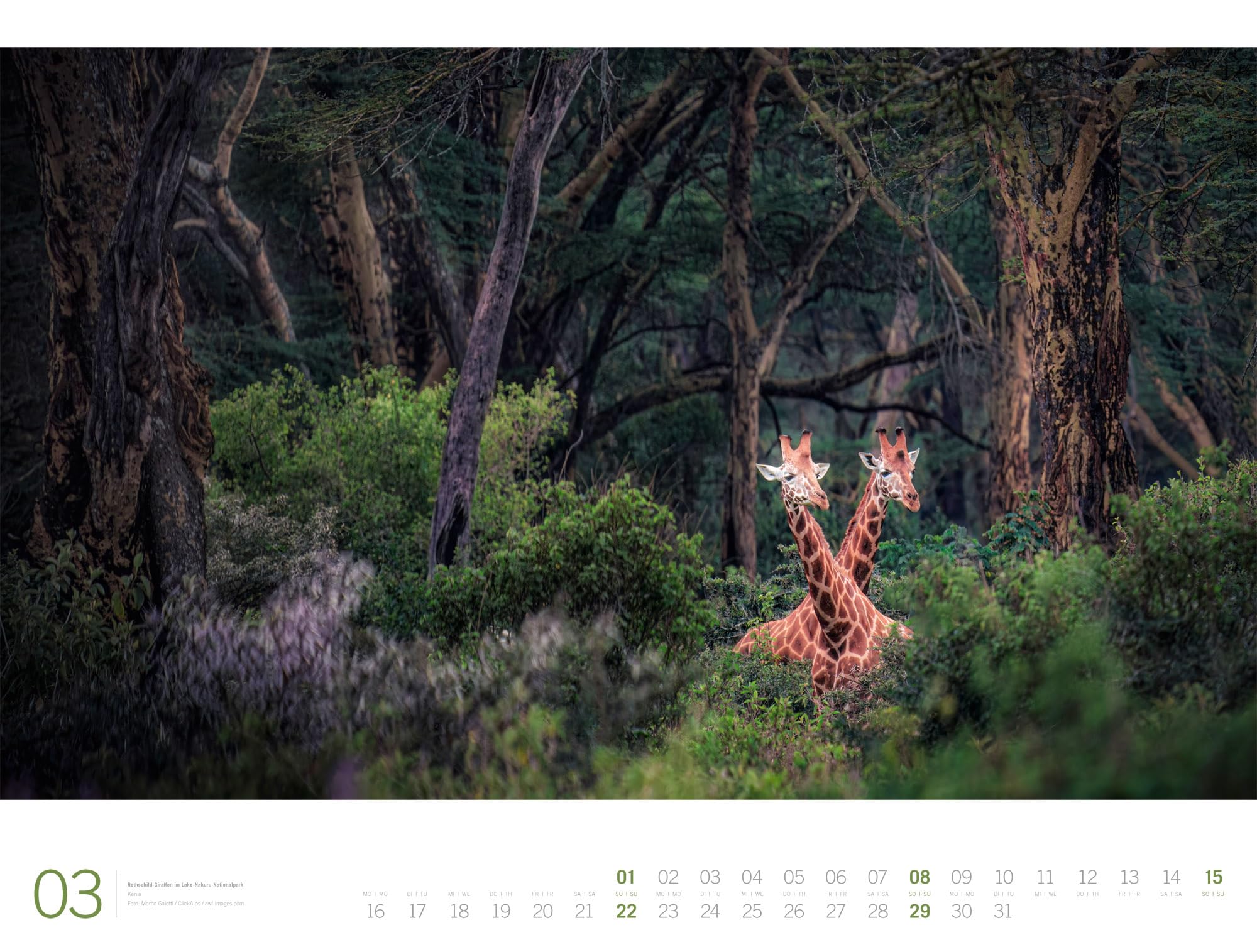 Afrika Gallery Kalender 2026: Bildgewaltiger Afrika-Kalender im großen Querformat (66x50 cm) | Tiere und Landschaft im Großformat