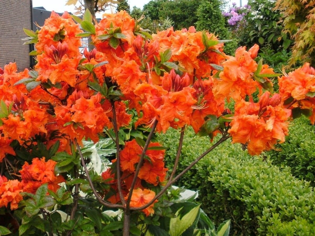 Azalea 'Gibraltar' Fragrant Starter Plant DORMANT