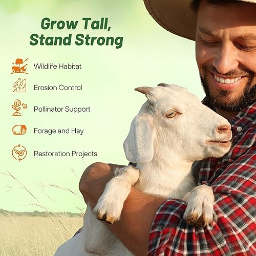 Miniatura 10 de Outsidepride Mezcla de semillas de césped nativo alto perenne de 25 libras de semillas de granos azules, hierba conmutadora y semillas de hierba