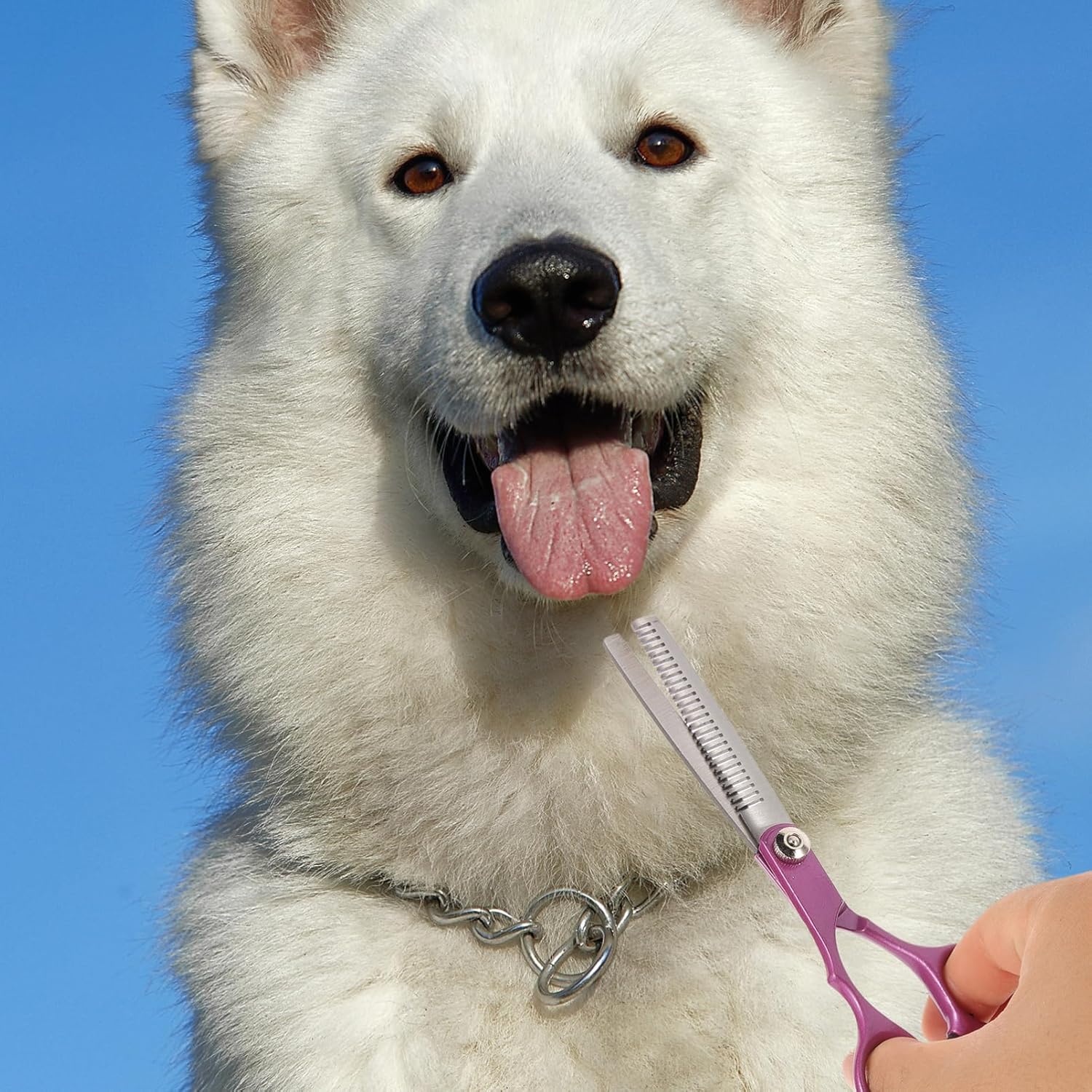 1set Stainless Steel Pet Grooming Scissors Set with Comb Design for Dog and Cat Grooming Includes Straight Thinning and Curved Scissors for Sensitive Areas