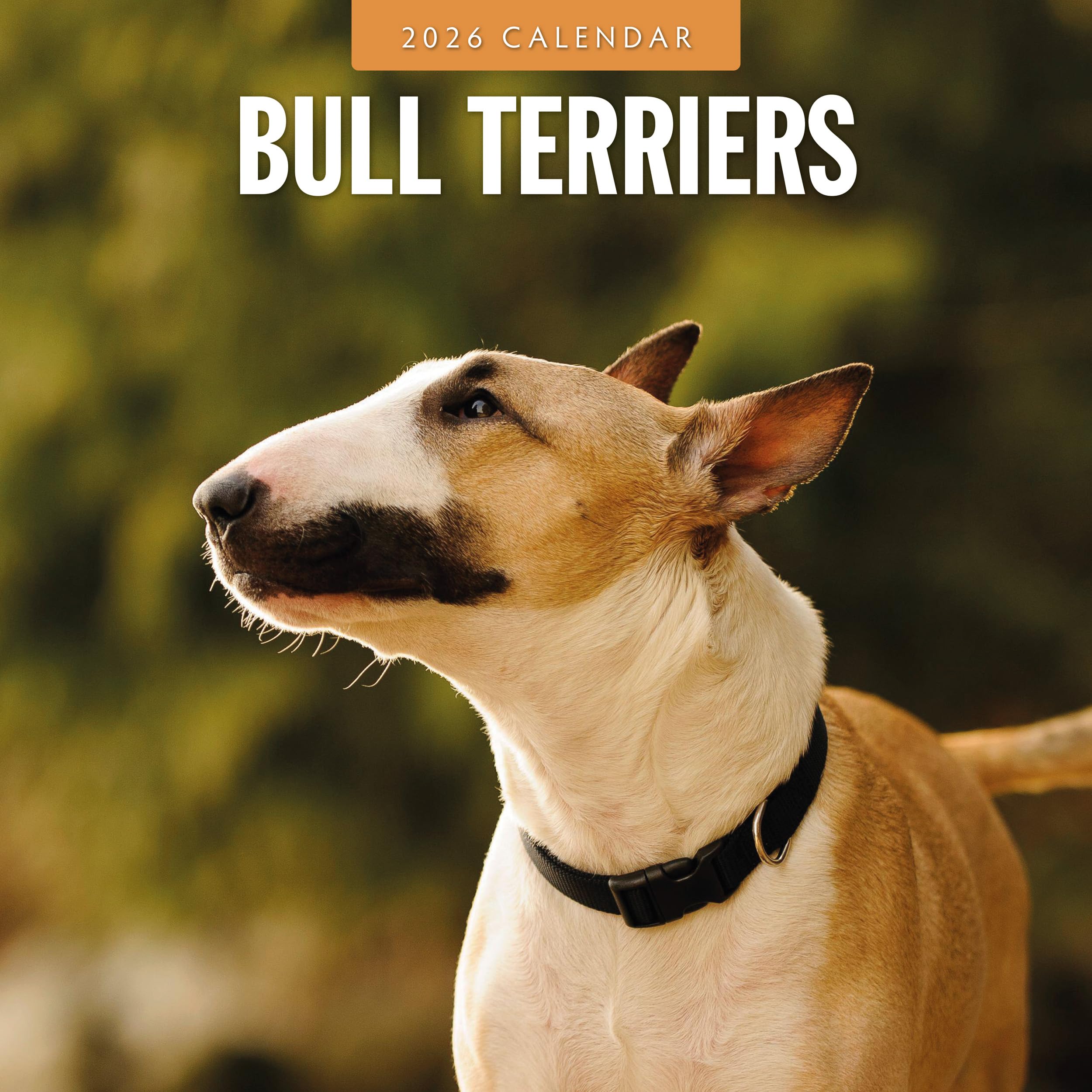 Bull Terriers - 2026 Square Wall Calendar - by Red Robin Publishing