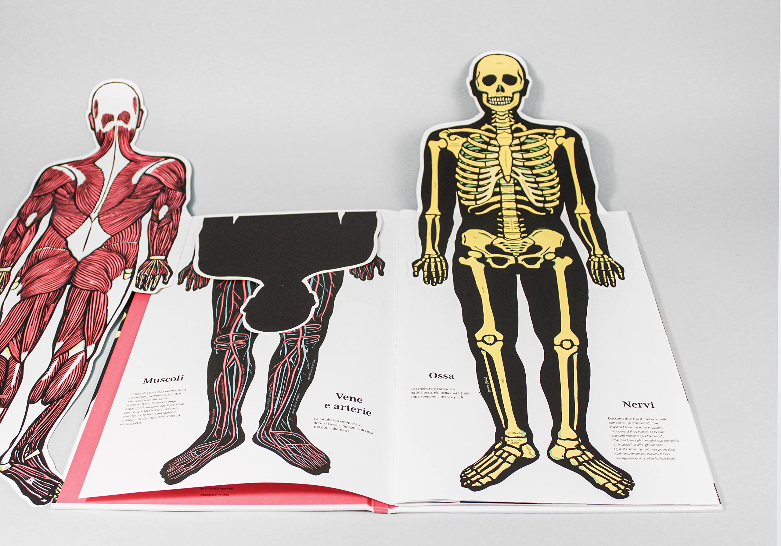 Il corpo umano. Ediz. a colori