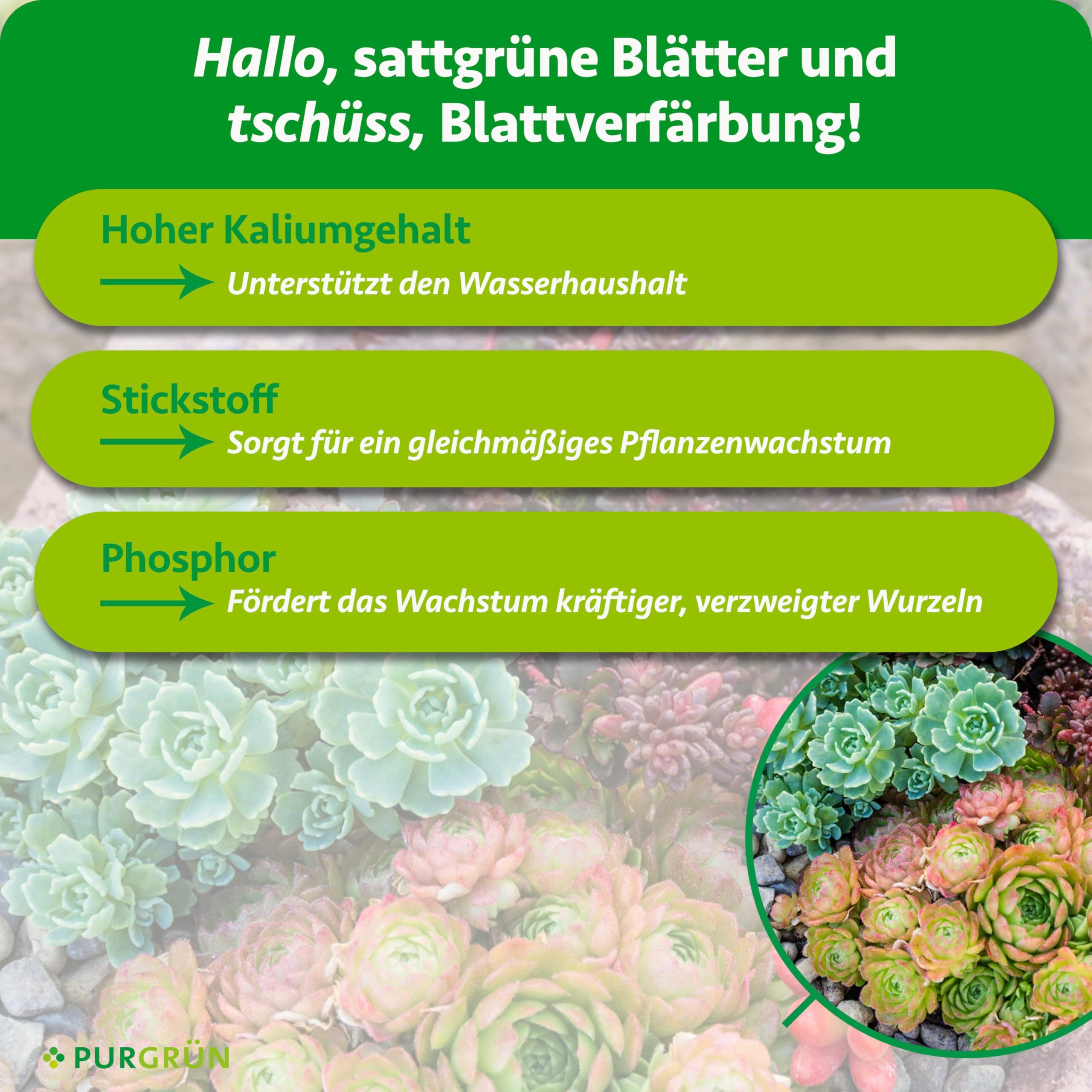 Bio-Sedum-Dünger 1 kg – Organische Rezeptur – Vegan & Bio – Feinkörniges Krümelgranulat – NPK 6+2+7 – Extra Magnesium für leuchtende Blattfärbung – Verbessert die Bodenqualität