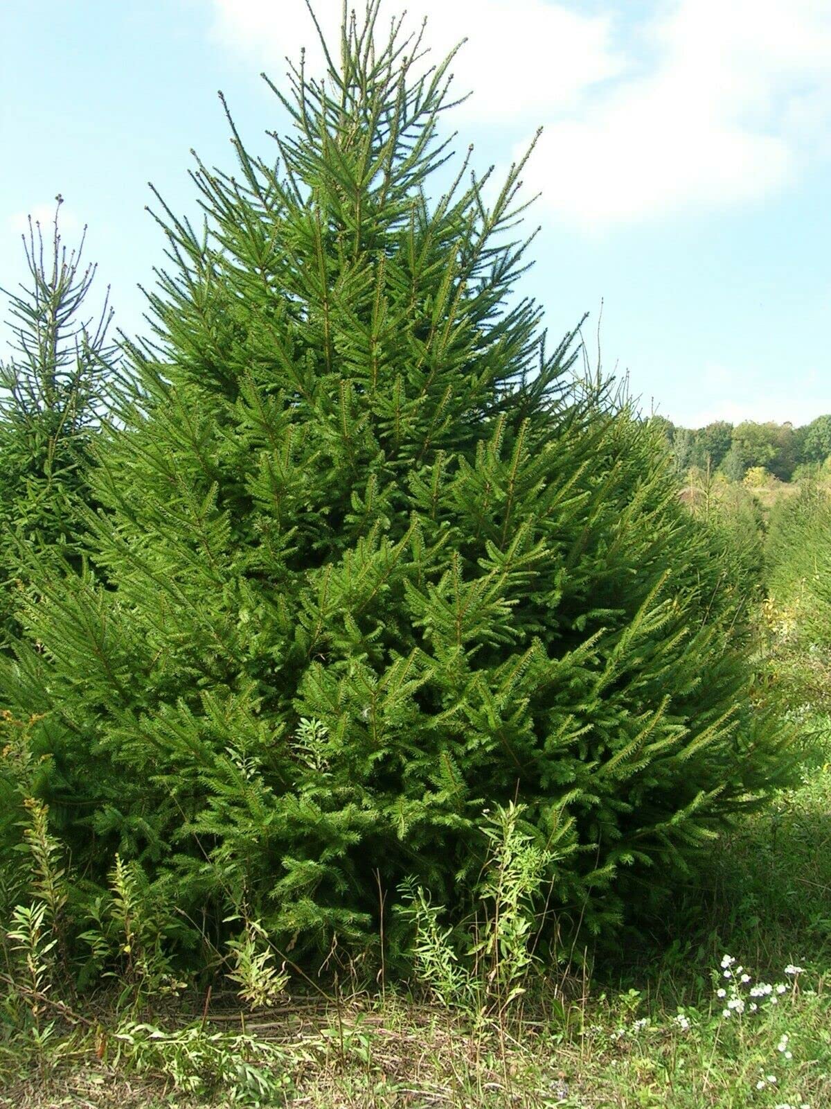 50 Seeds Norway Spruce Tree Seeds, Picea Abies, Non-GMO (Evergreen, Fast) Grown in Illinois USA