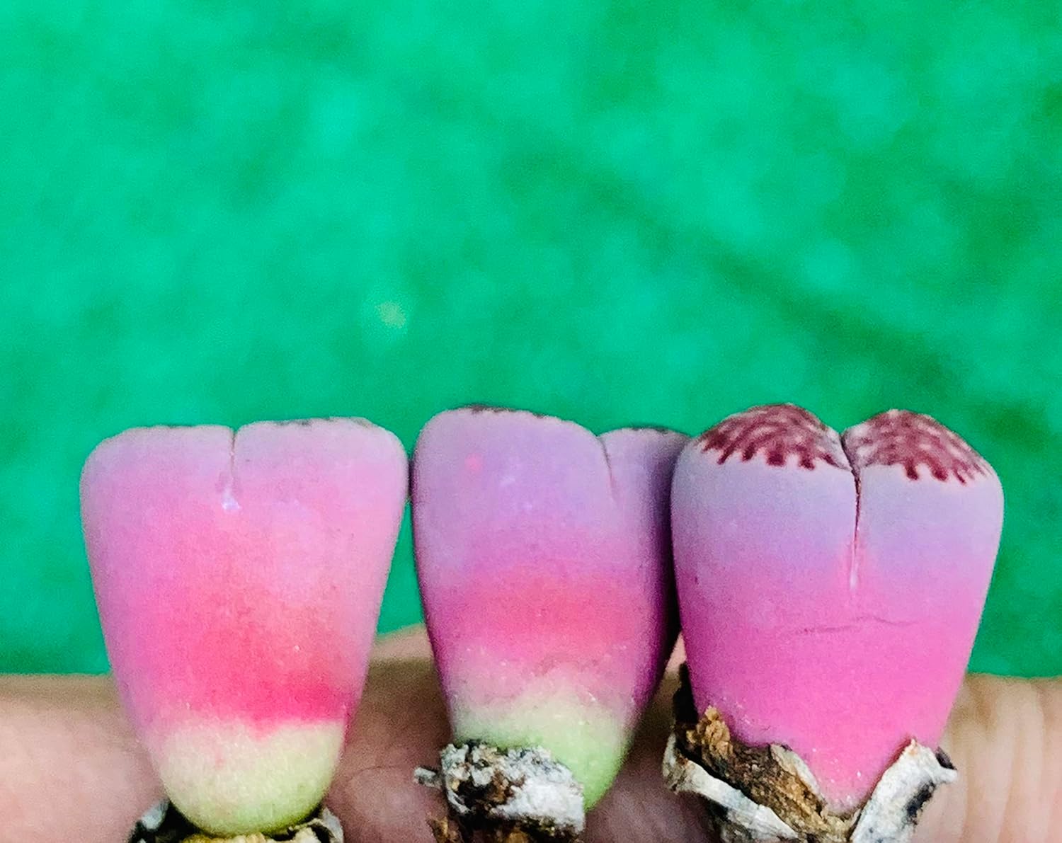 Pack of 3 Rare Lithops Salicola 'Sato's Violet' Bacchus Purple Color Living Stone Plant (Medium)