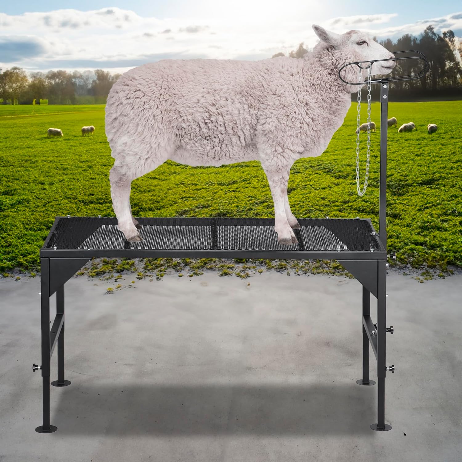 Metal Livestock Stand, Sheep & Goat Trimming Stand 50" x 22.8", Adjustable Height 21.3" - 29.9"