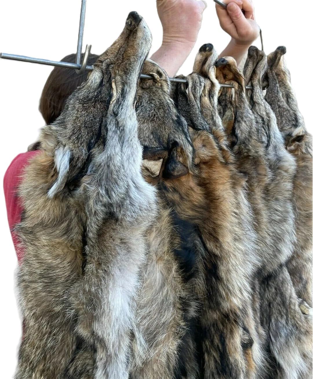 Dakotaline Furs Eastern Coyote Pelt : (NO Tail Grade), 55"-60" Length, Genuine Real Fur Coyote Pelt Tanned for Display, Sewing, Craft, Decoration, or Gift