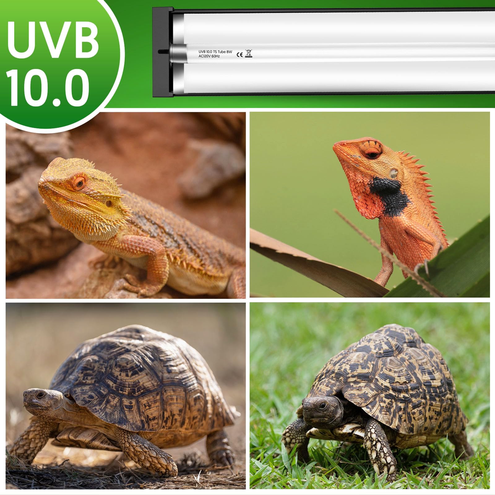 Kit combinado de lámpara para reptiles QZQ T5 UVB 8W 10.0 UVB con campana de terrario