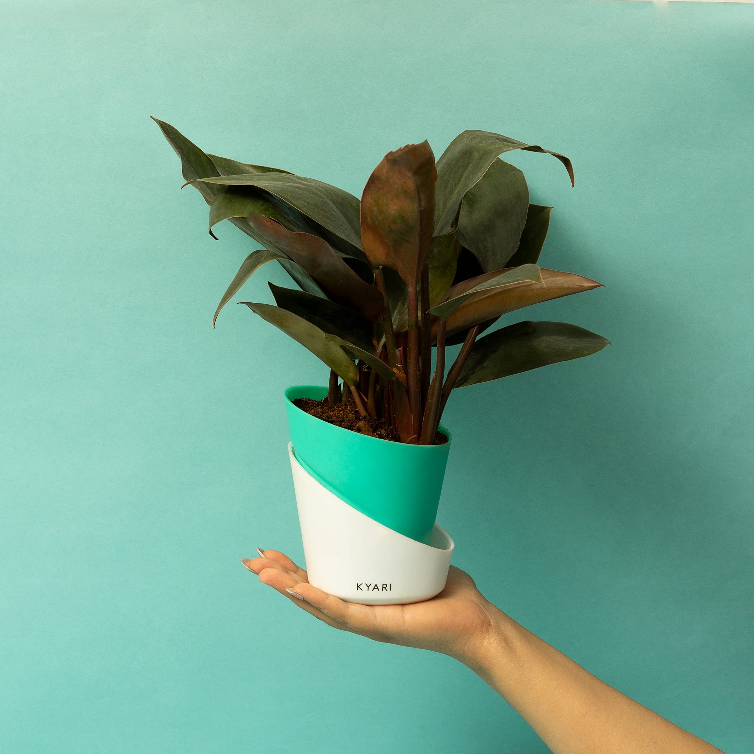 KYARI Philodendron Red Indoor Plants for Living Room | Live Plants | Plants with Turkish Green Self Watering Pot for Home | Air purifier plants | Plants for Home Decor | Plants for Garden & bedroom (B0C1K95J98) Amazon Price History, Amazon Price Tracker