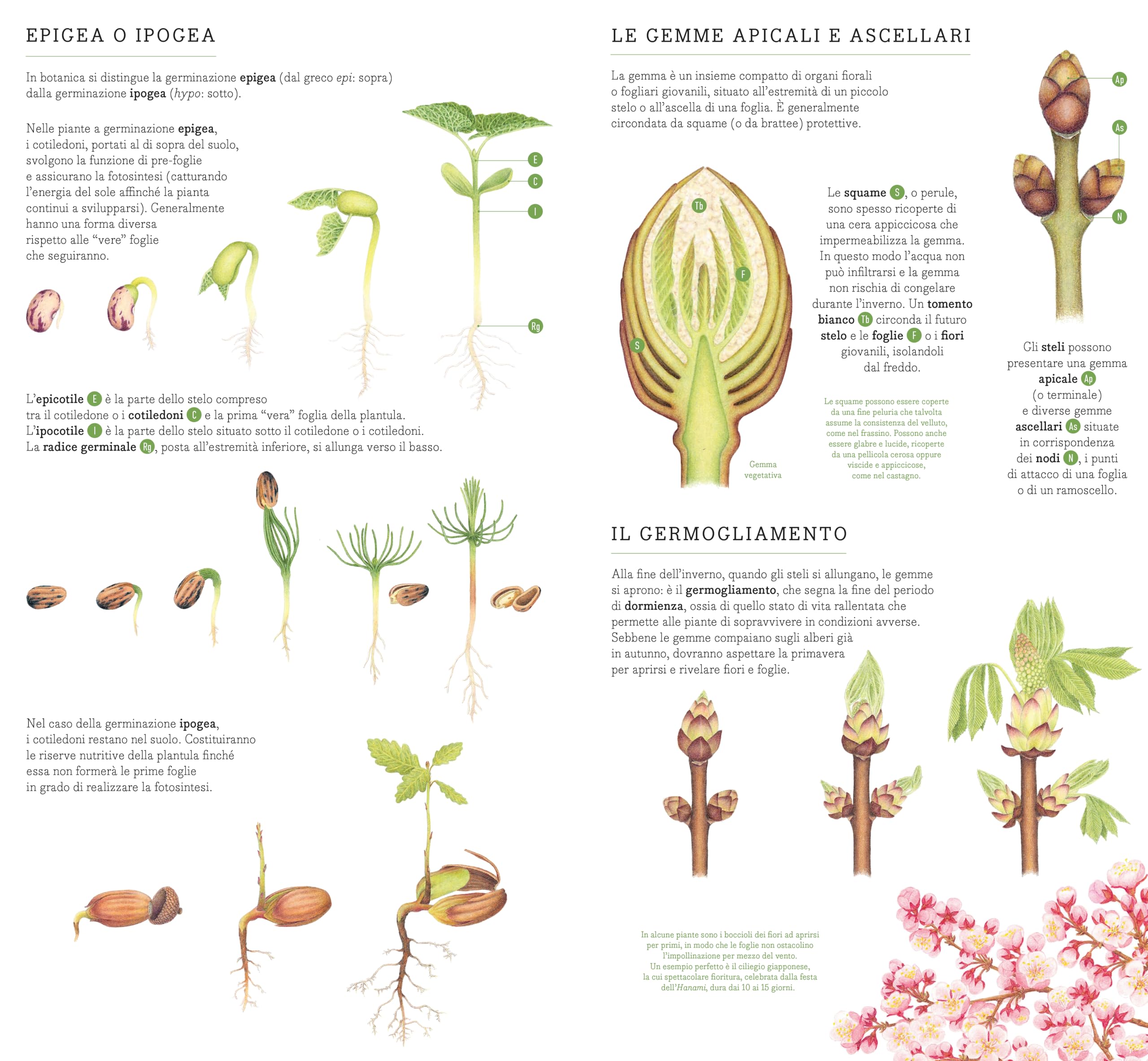 Di seme in frutto. Il mondo vegetale da vicino. Ediz. illustrata