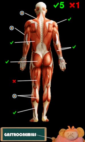 Anatomía divertida (Funny anatomy)