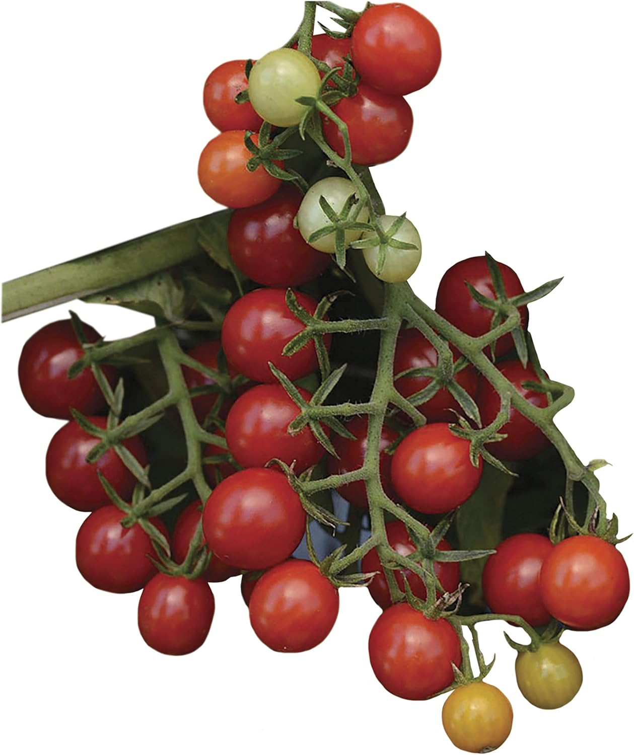 Park Seed Candyland Red Hybrid Tomato Seeds, 30 Seeds in a