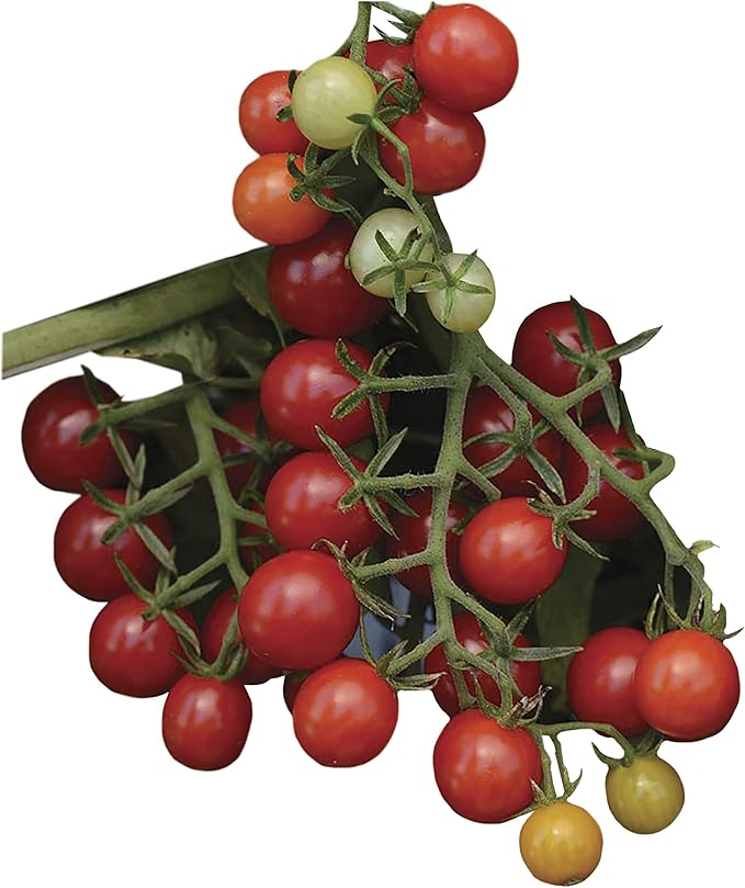 Park Seed Candyland Red Hybrid Tomato Seeds, 30 Seeds in a