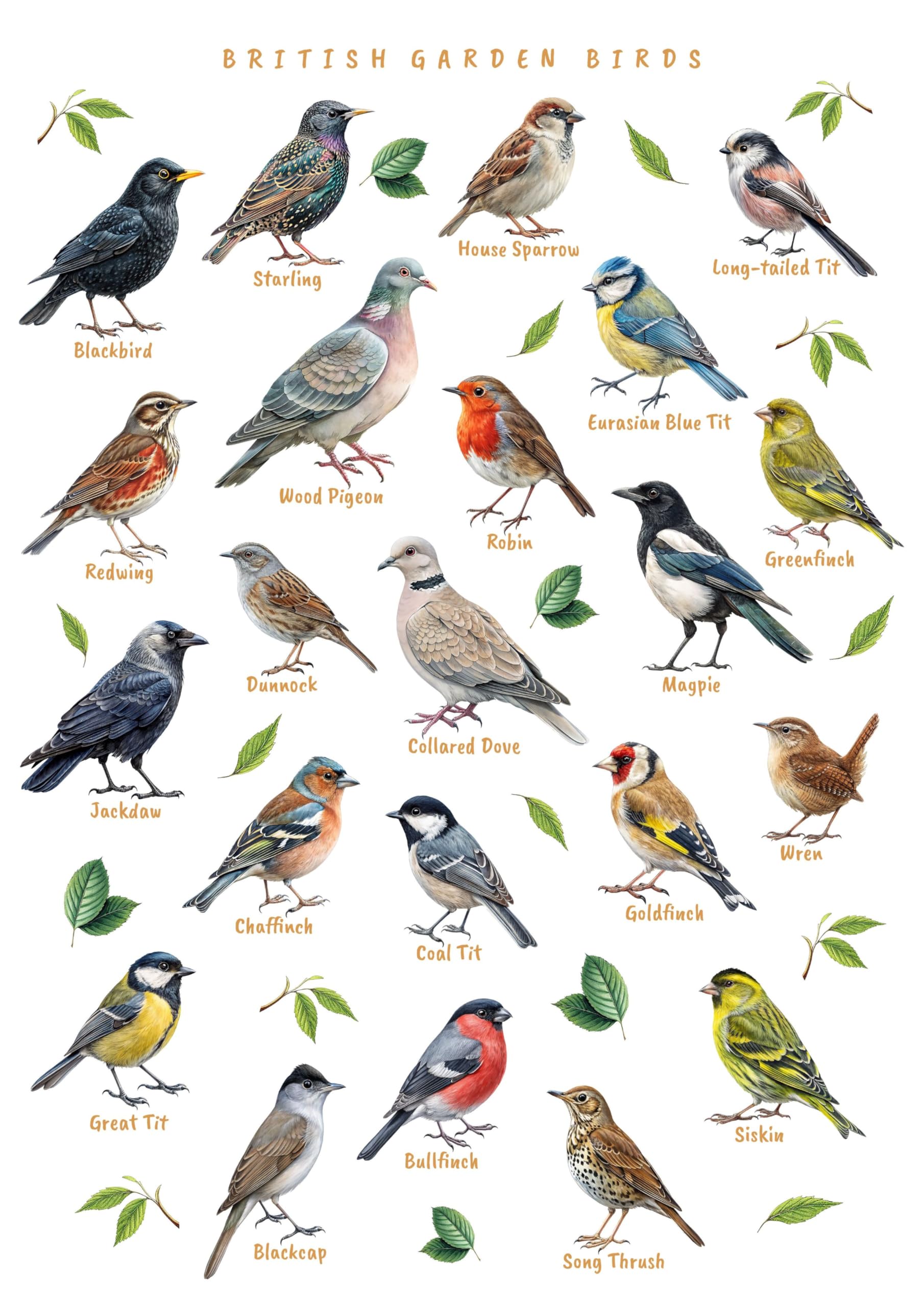British Garden Birds Identification Educational Wall Art Print, A4 Size 29.7 x 21 cm, Ornithology Poster