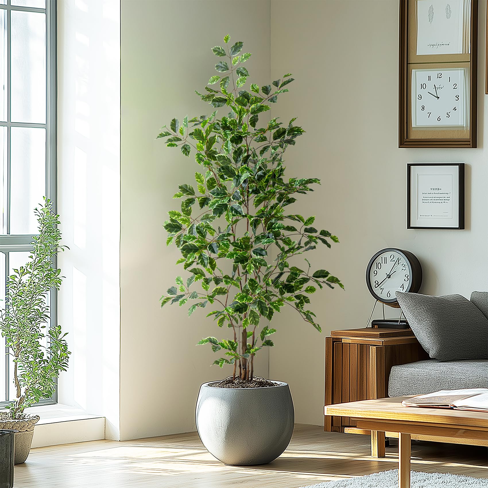 Bailikang 5ft Potted Ficus Tree