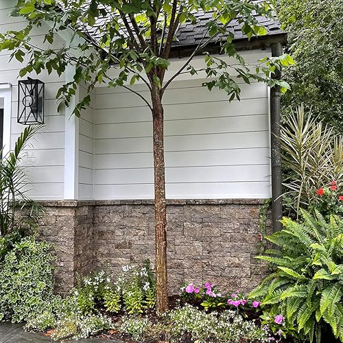 Evolve Stone - Umbral universal KM no clasificado (25 lin. pies por caja)