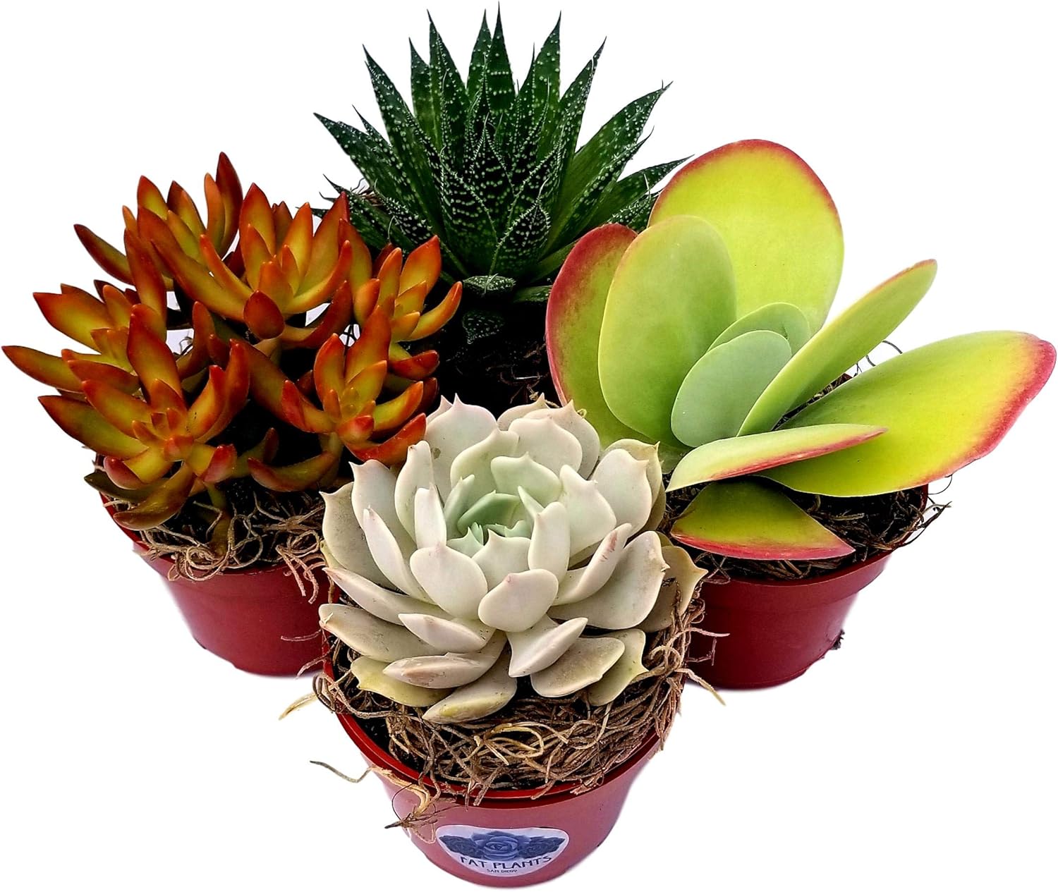 Fat Plants San Diego Live Succulent Plant Variety Collection