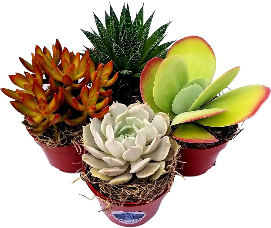 Amazon.com : Fat Plants San Diego Live Succulent Plant Variety Collection :  Patio, Lawn & Garden
