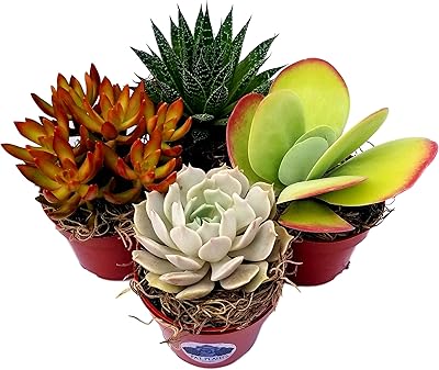 Fat Plants San Diego Live Succulent Plant Variety Collection