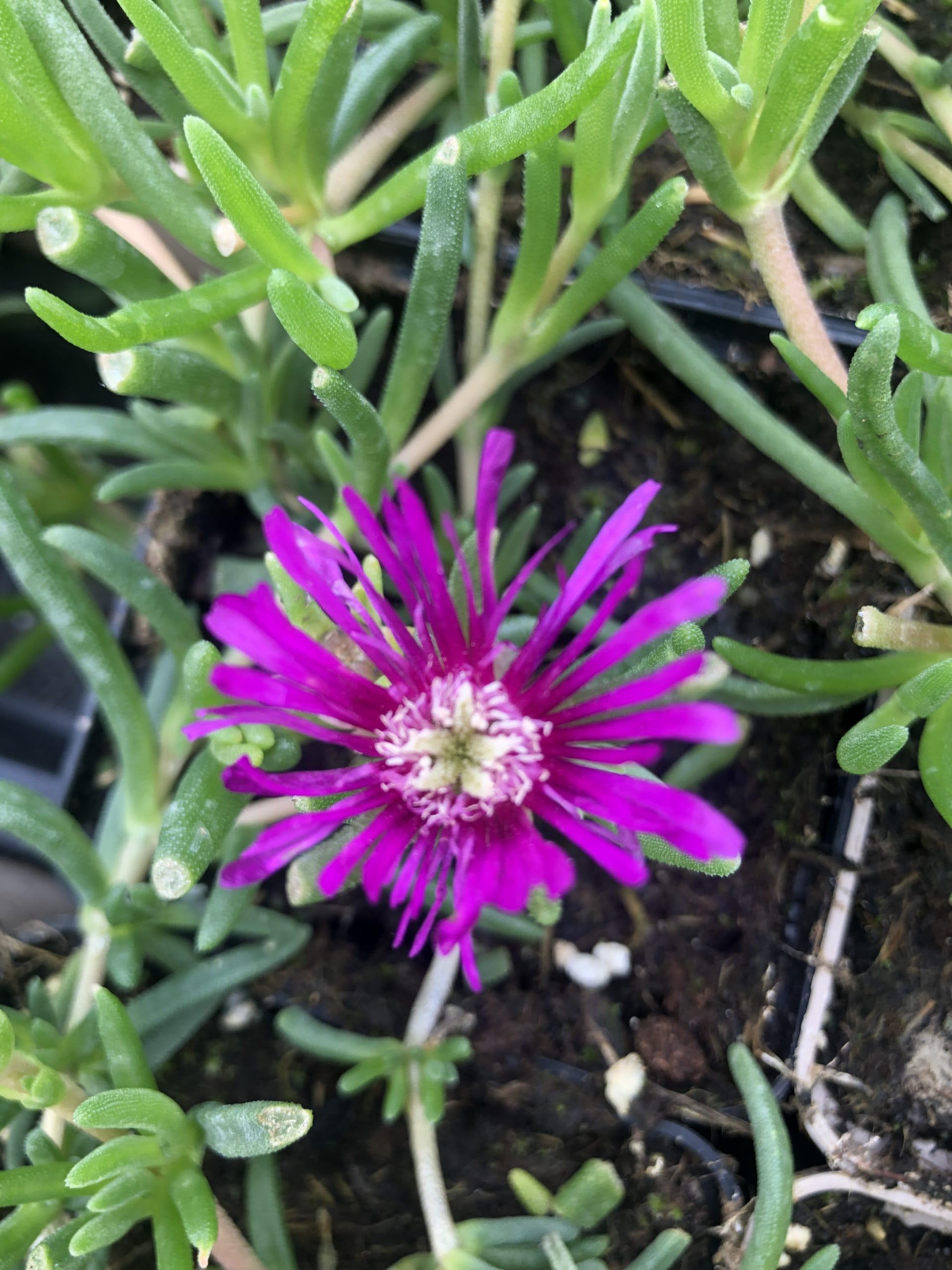 6x Fleur de l'après-midi - Delosperma cooperi | 9x9 cm pot