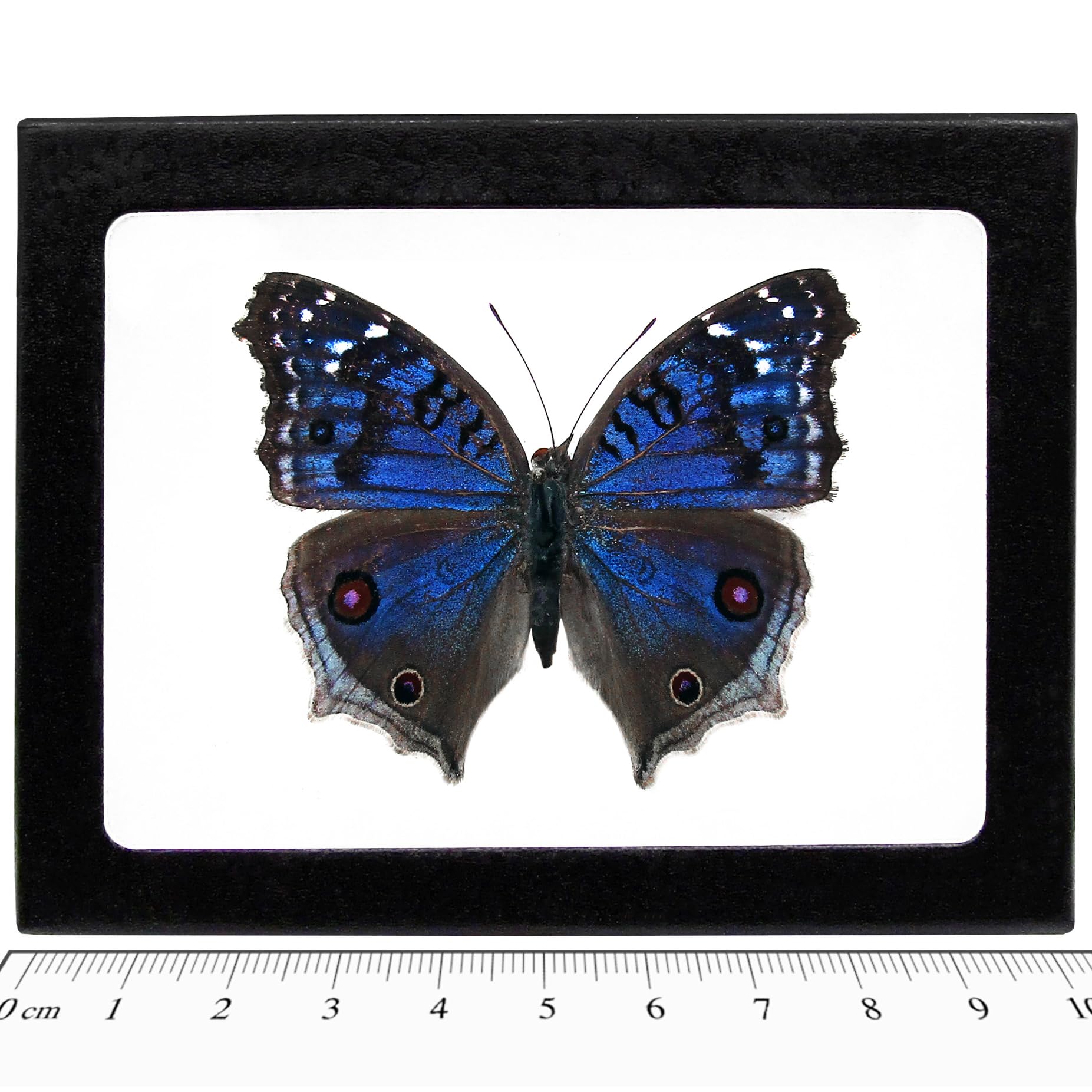 BicBugs Precis rhadama Female Real Blue Buckeye Butterfly Africa Framed