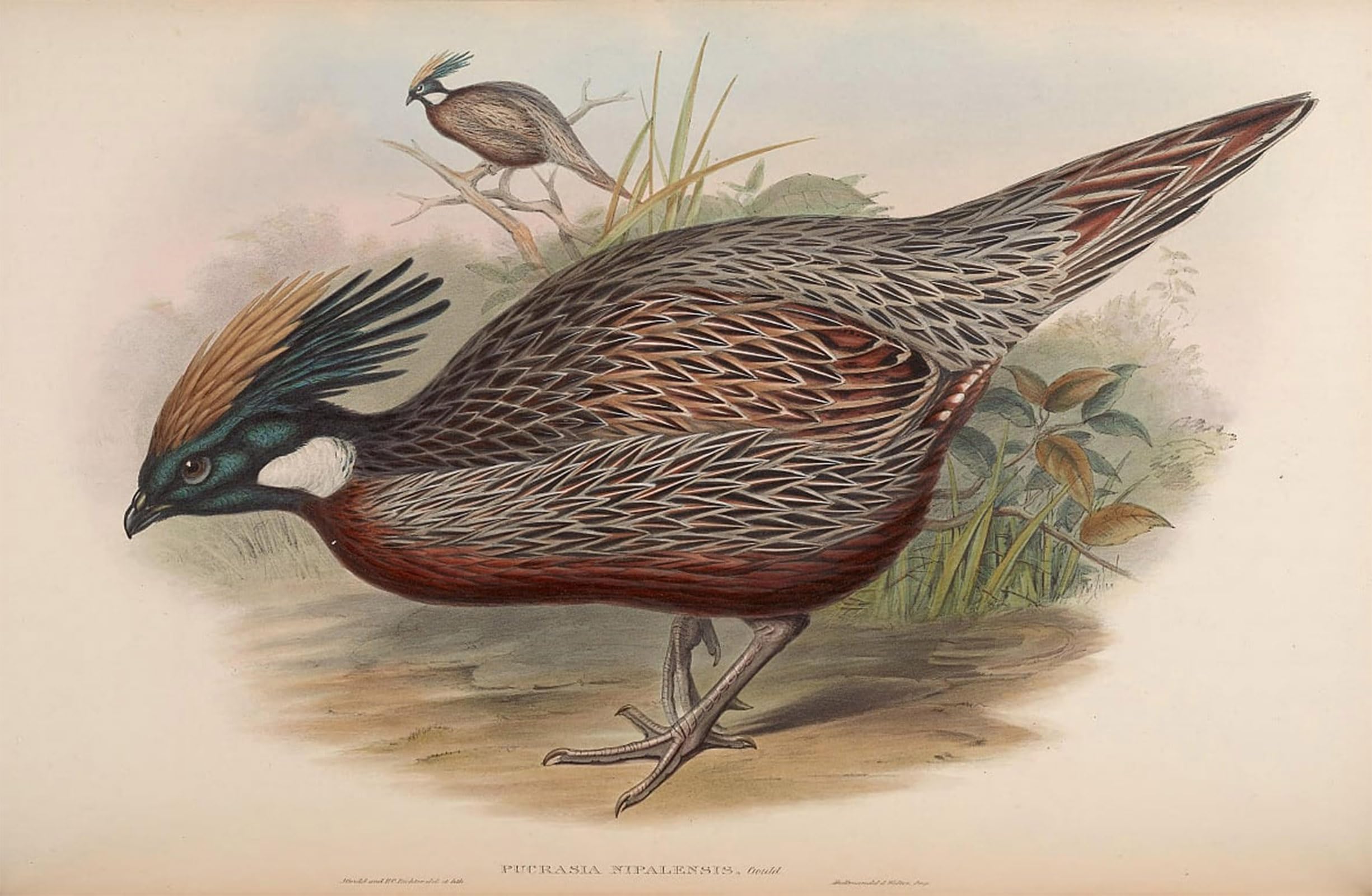 ARTXLXXBN Famous Prints Artwork Pictures Poster Painting Art Animal Bird Pucrasia Nipalensis Pucrasia Macrolopha Nipalensis by John Gould Artwork Landscape Pictures for Home Decor 60x90cm