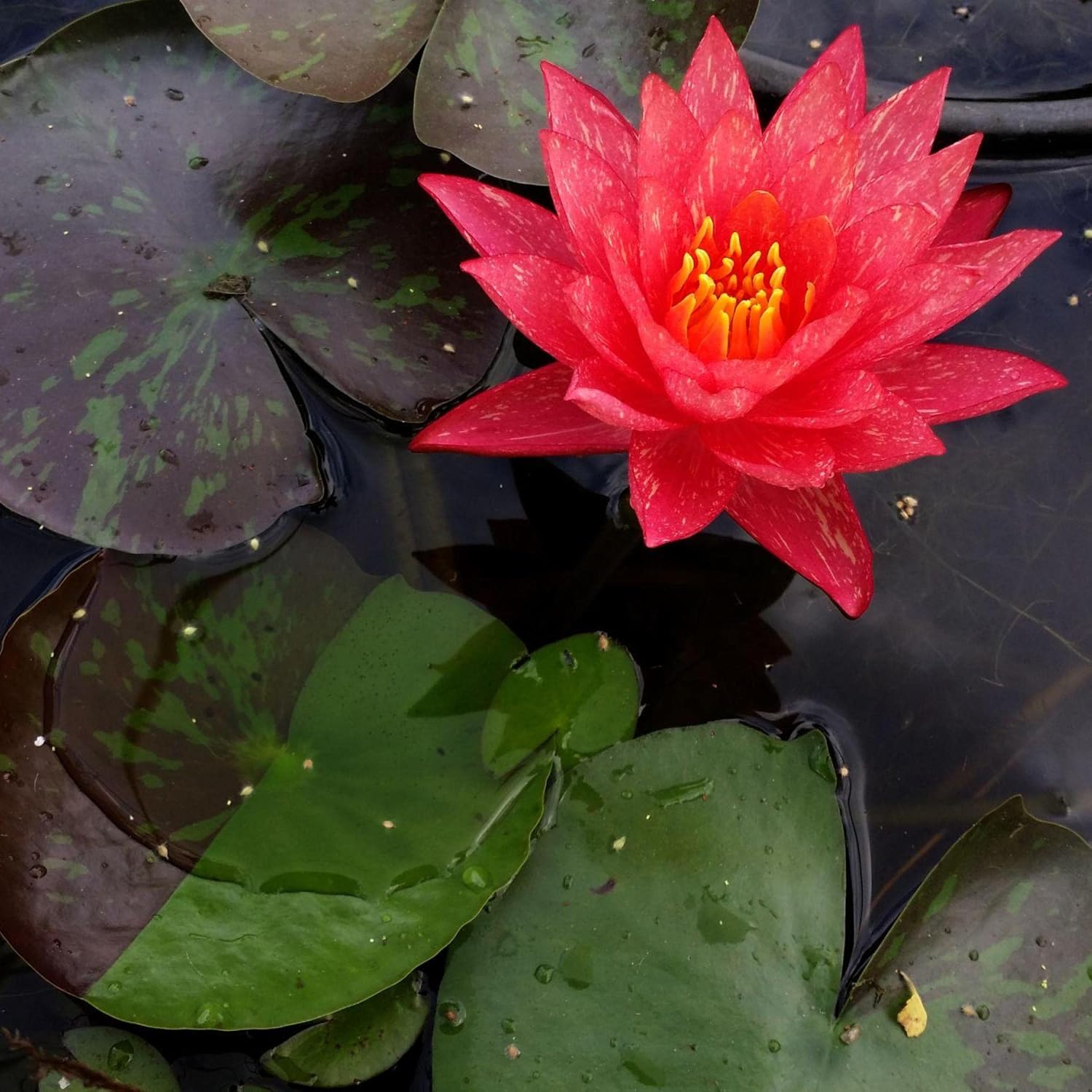 Wanvisa Live Perennial Water Lily Perfect Pond Plant Pre Grown Bare Root Waterlily Outdoor Koi Pond or Container Ponds Lillies pregrown Lilly pad