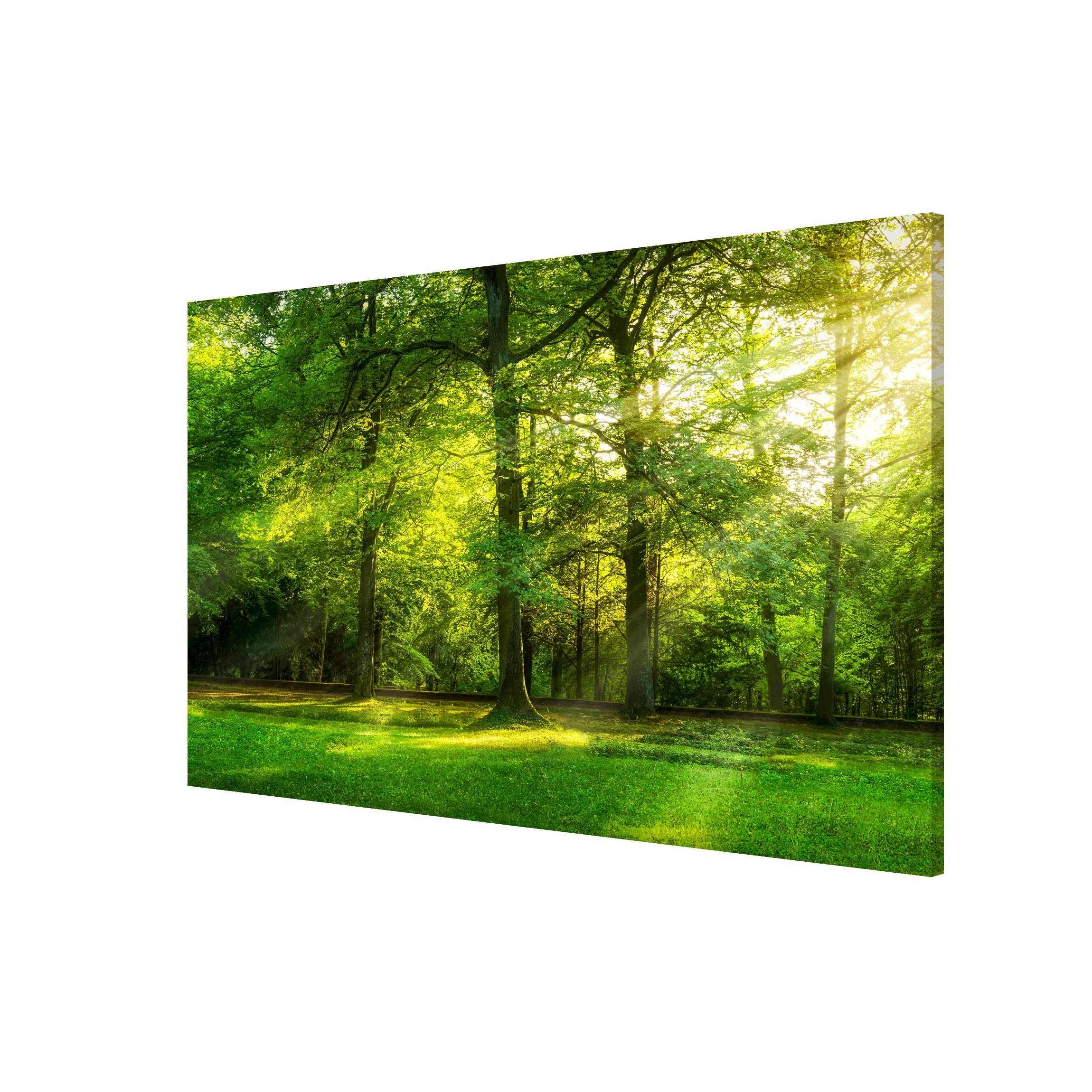 Magnettafel Pinnwand für Magnete Wald Bäume Natur Magnetboard - Magnetwand Made in Germany - Landschaft Modern Notiztafel grün Küche Flur Büro Visionboard WBMT_6815 (90x60cm)